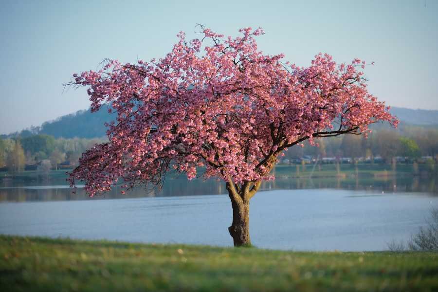 nature-pink-tree
