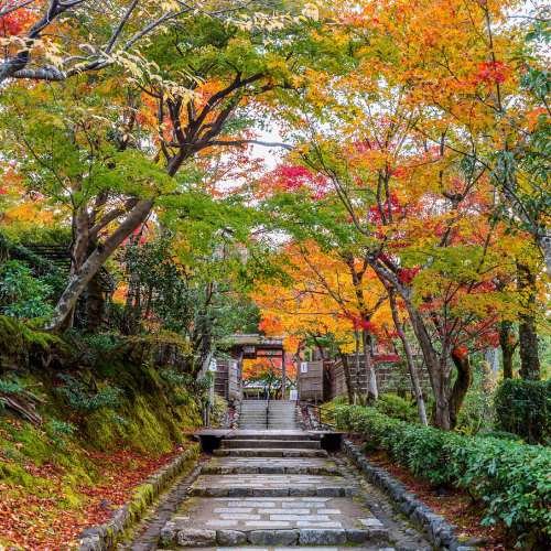 Adashinonenbutsuji temple in autumn, kyoto in japan.