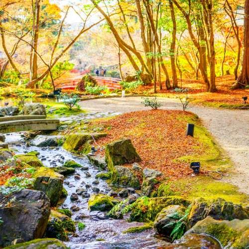 Autumn forest with river