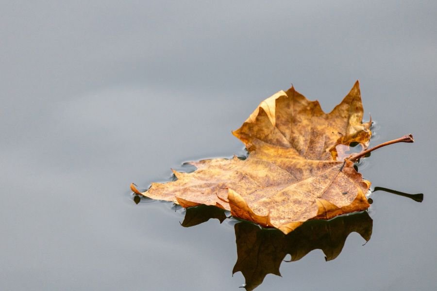 Closeup shot of a dry autumn leaf floating on water